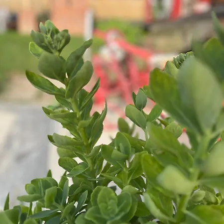 Cajica Avlija * Obrenovac