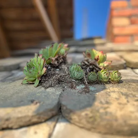 Cajica Avlija * Obrenovac (Belgrade)