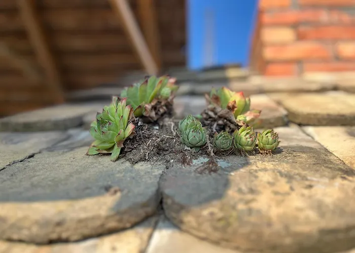 Cajica Avlija * Obrenovac (Belgrade)